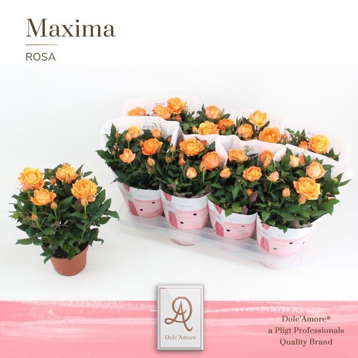 <h4>Rosa Oranje Dolc'Amore® Maxima</h4>