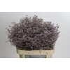 Limonium Safora Oshi Pink