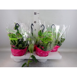 Scindapsus pictus 'Argyraeus'