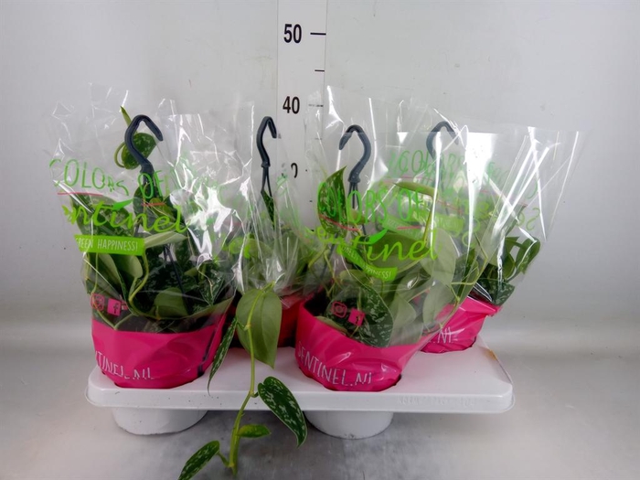 <h4>Scindapsus pictus 'Argyraeus'</h4>