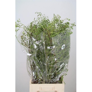 ROSA CORALLO GREEN*