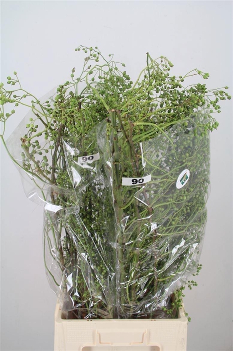<h4>ROSA CORALLO GREEN*</h4>