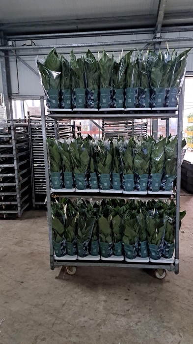 <h4>SPATH SWEET RICARDO</h4>