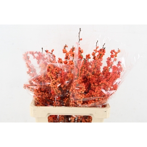 ILEX VE WINTER GOLD 60CM