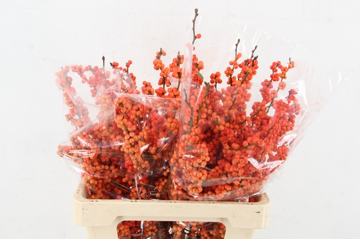 <h4>ILEX VE WINTER GOLD 60CM</h4>