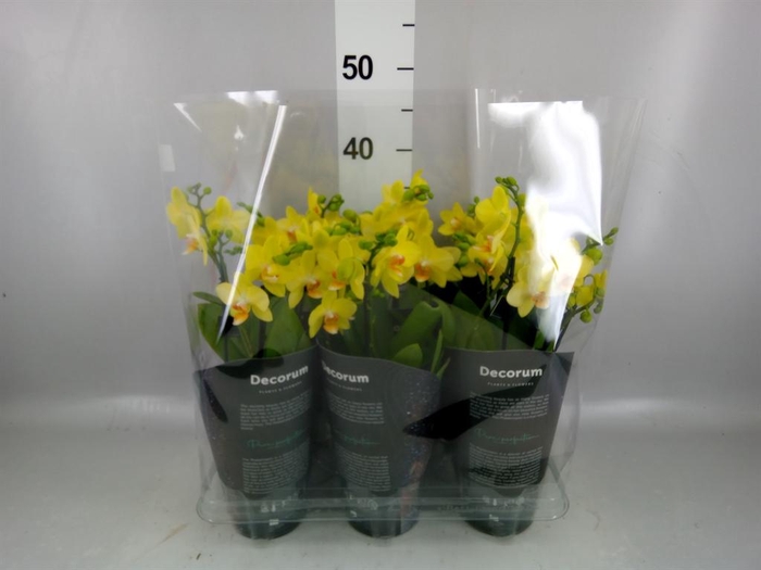 <h4>Phalaenopsis multi. 'Ant Albenga'</h4>