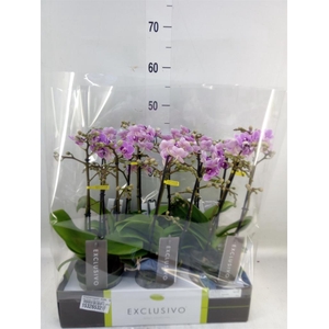 Phalaenopsis multi. 'Violet Queen'