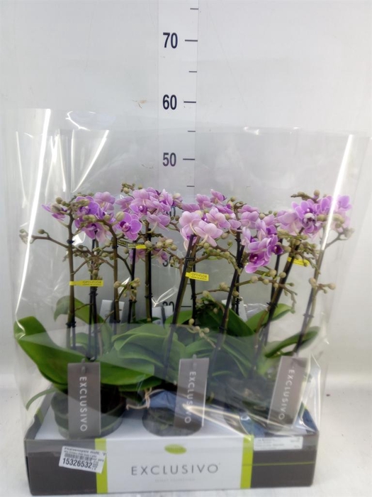 <h4>Phalaenopsis multi. 'Violet Queen'</h4>