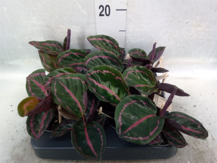 Calathea   ...