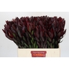 Leucadendron Saf Sunset Dark R.