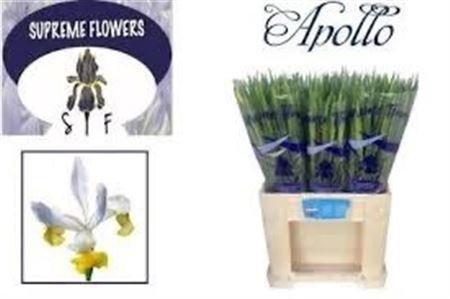 <h4>Iris Apollo</h4>