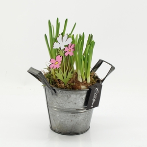 BLCR-2616 Bulbs creations