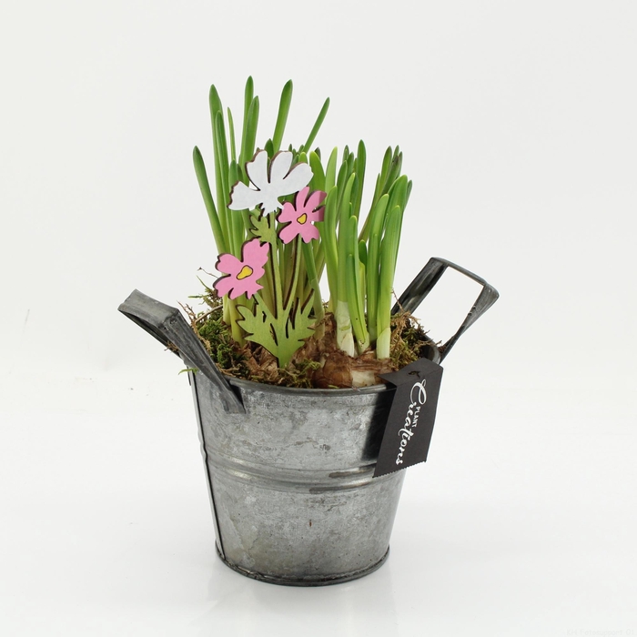 <h4>BLCR-2616 Bulbs creations</h4>