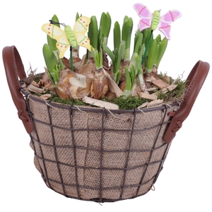 Bulbs Arr. Narcis Metal Wire Basket Jute Ø21cm