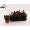 Dian Osc Cherry