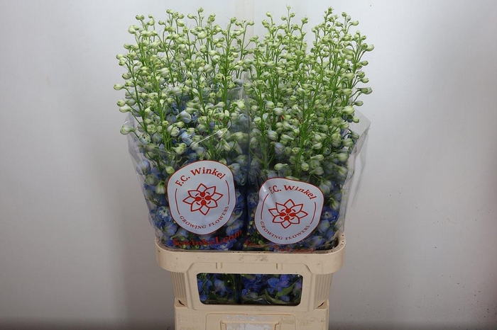 <h4>Delph Du Aur L Blue</h4>