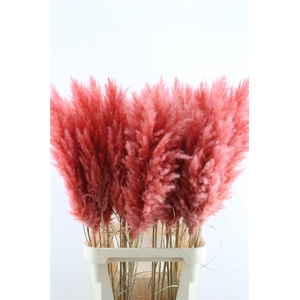 Cortaderia Super Dark Pink