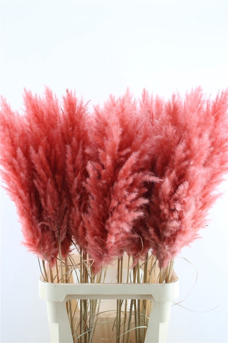 <h4>Cortaderia Super Dark Pink</h4>