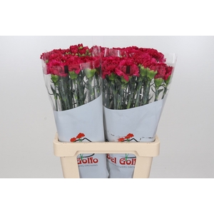 Dianthus St Aglianico*
