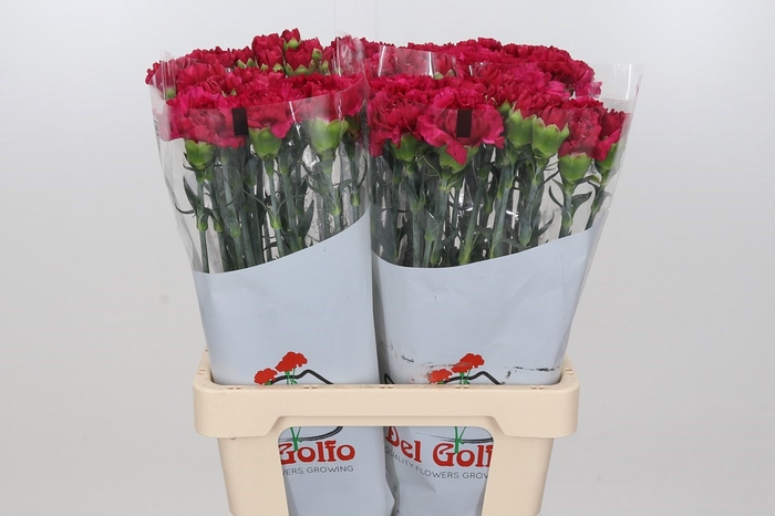 Dianthus St Aglianico