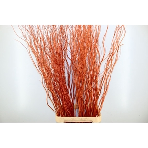 Dried Salix 10pcs Bronze Bunch