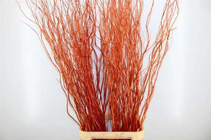 Dried Salix 10pcs Bronze Bunch