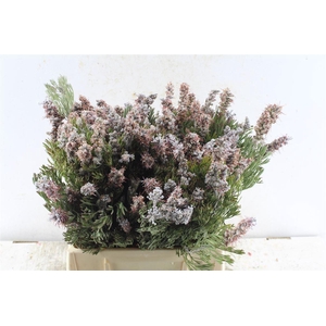 Kaaps Paranomus Dispersus