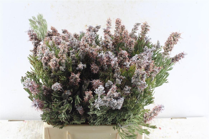 <h4>Kaaps Paranomus Dispersus</h4>