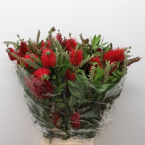 Callistemon 250gram