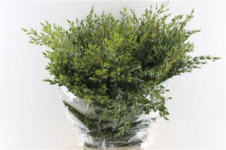 <h4>Parvifoglia Long Super</h4>