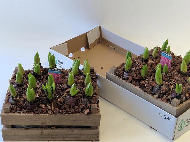 <h4>ARR HYACINTH</h4>