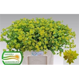BUPLEURUM ROTUNDIFOL