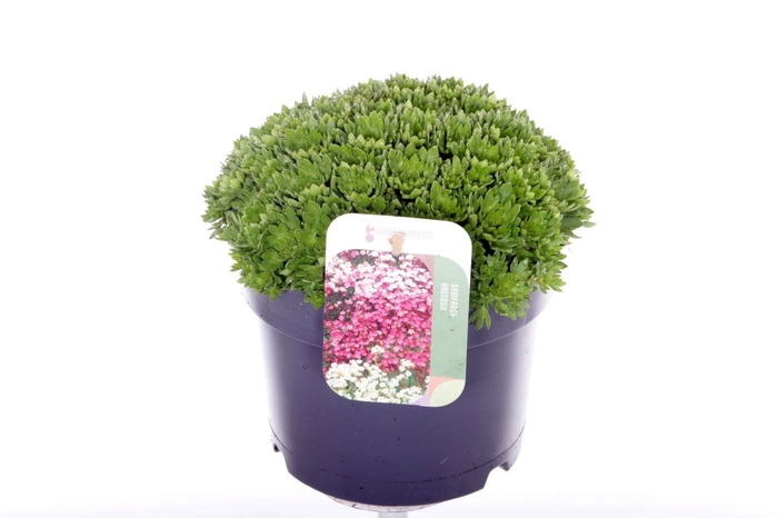 <h4>Saxifraga Alpino Early Picotee</h4>
