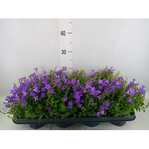 Campanula porten. 'Dark Take'