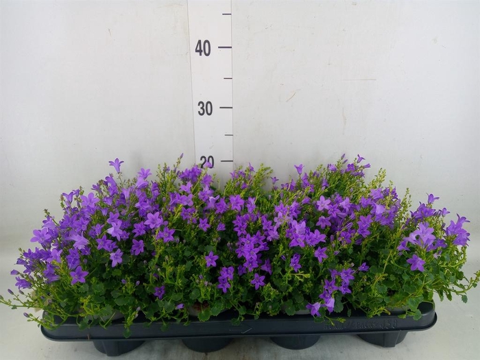 <h4>Campanula porten. 'Dark Take'</h4>