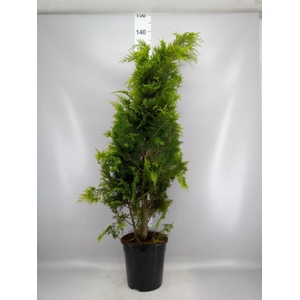 Thuja occid. 'Smaragd'