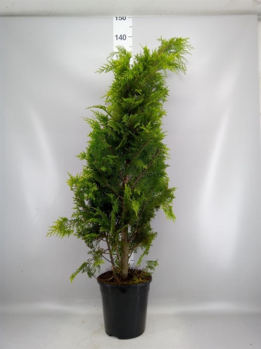 Thuja occid. 'Smaragd'