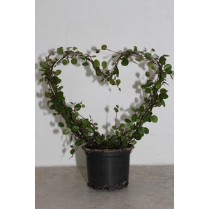 MUEHLENBECKIA COMPLEXA P9 HART