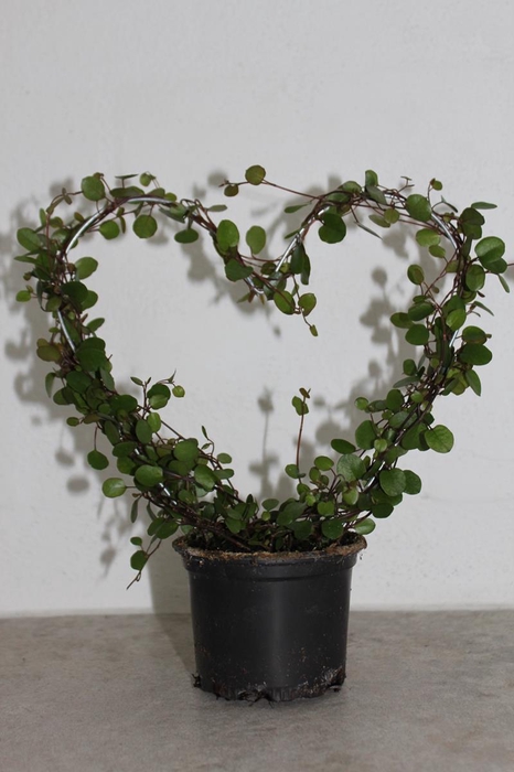 <h4>MUEHLENBECKIA COMPLEXA P9 HART</h4>