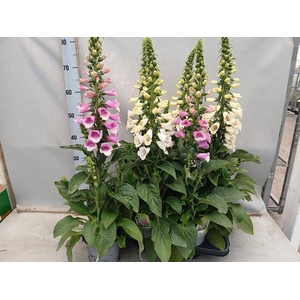 DIGI PURPUREA