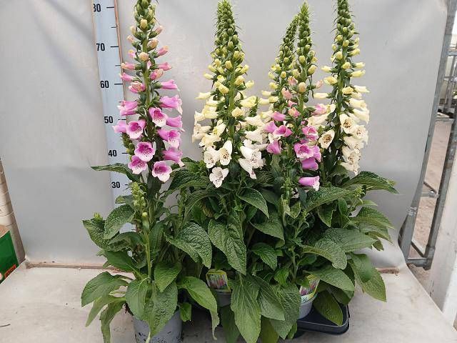 <h4>DIGI PURPUREA</h4>