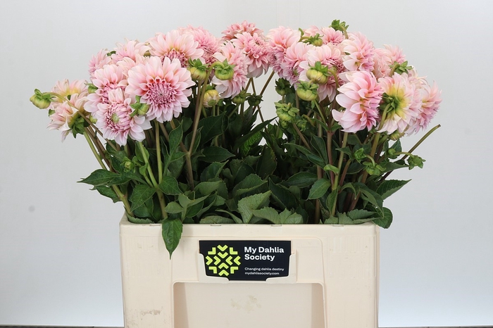 <h4>Dahlia Peaches</h4>