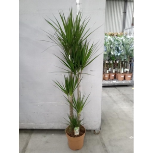 Dracaena marg.