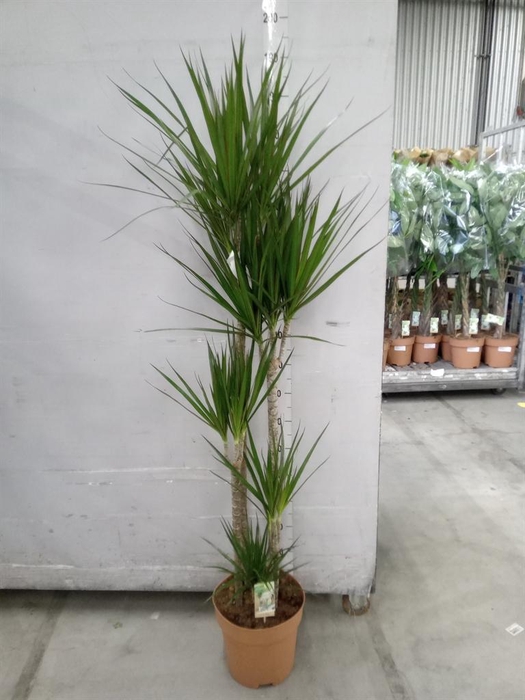 <h4>Dracaena marg.</h4>