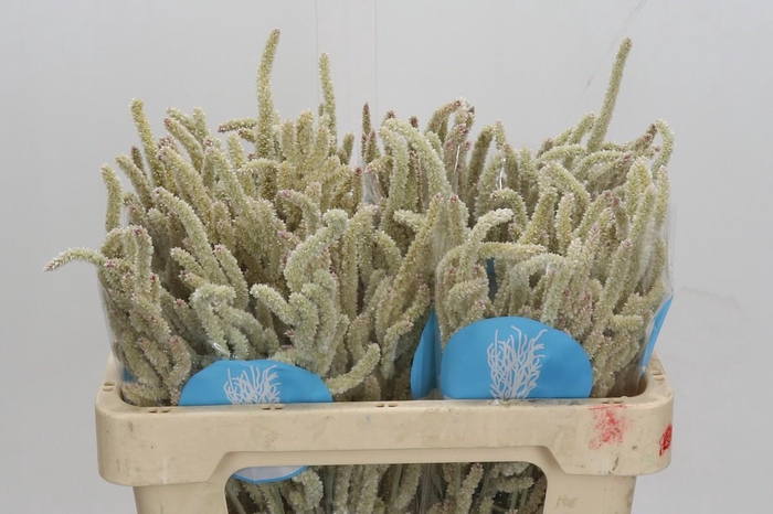 <h4>Amaranthus Yearming Desert</h4>