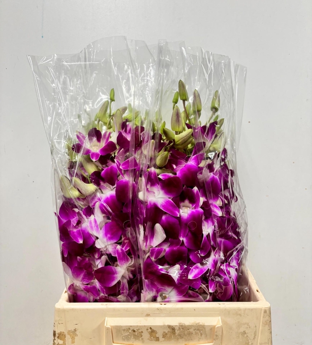 <h4>DENDR PINK GEM LADY</h4>