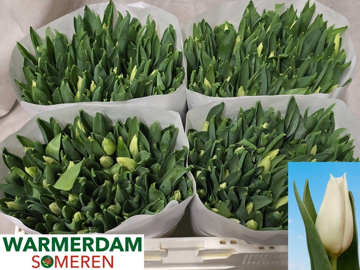 <h4>TU EN AGRASS WHITE</h4>