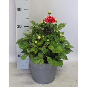 Dahlia 19 cm Peppermint