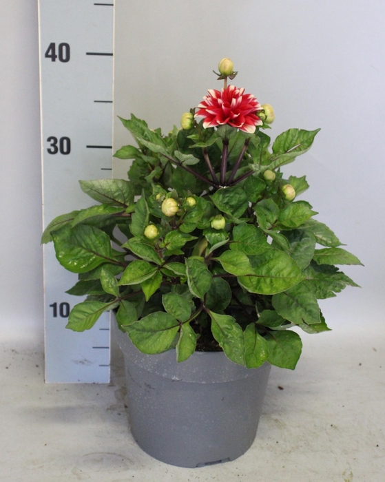 <h4>Dahlia 19 cm Peppermint</h4>
