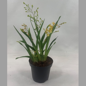 ONCIDIUM OV